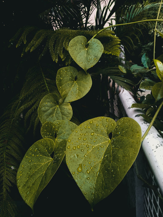 A Guide to Tinospora Cordifolia, a.k.a Heart-Leaved Moonseed