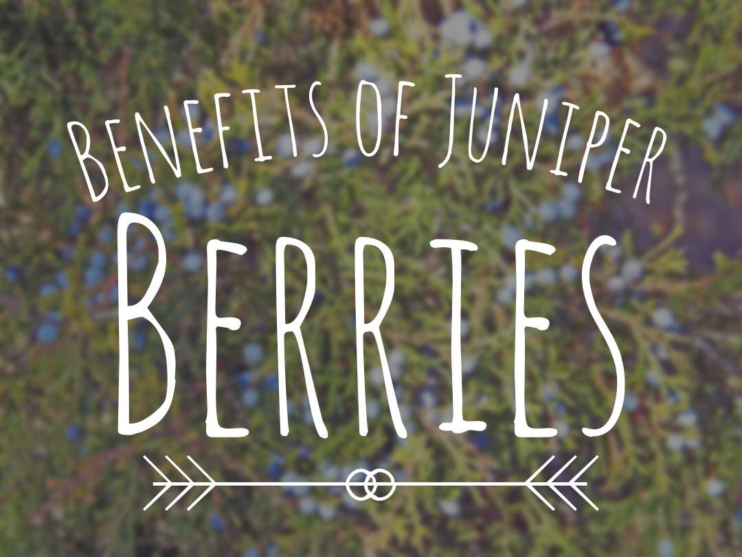 Are Juniper Berries Good for You? The Claims and the Research