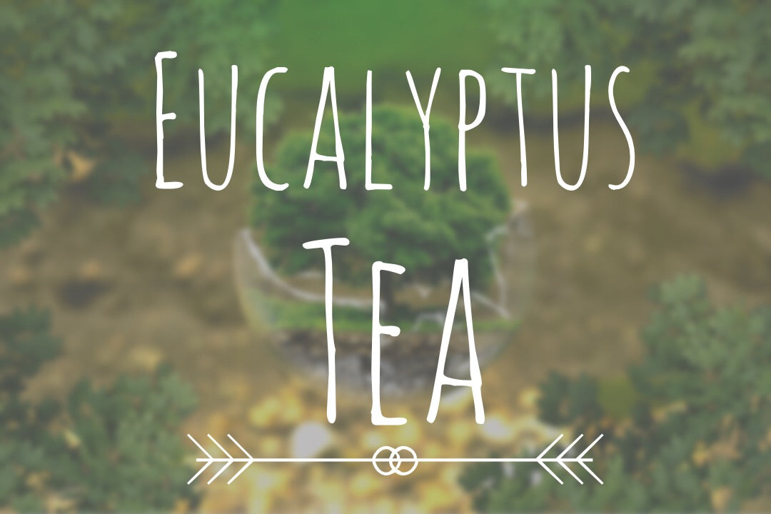 A Guide to Eucalyptus Tea and Its Benefits