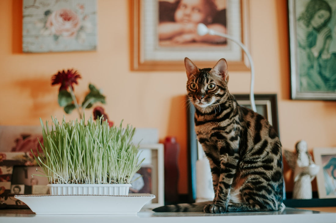 The Real Health Benefits of Wheatgrass