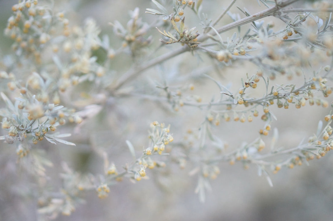 Is Wormwood Good or Bad For You? Health Benefits and More