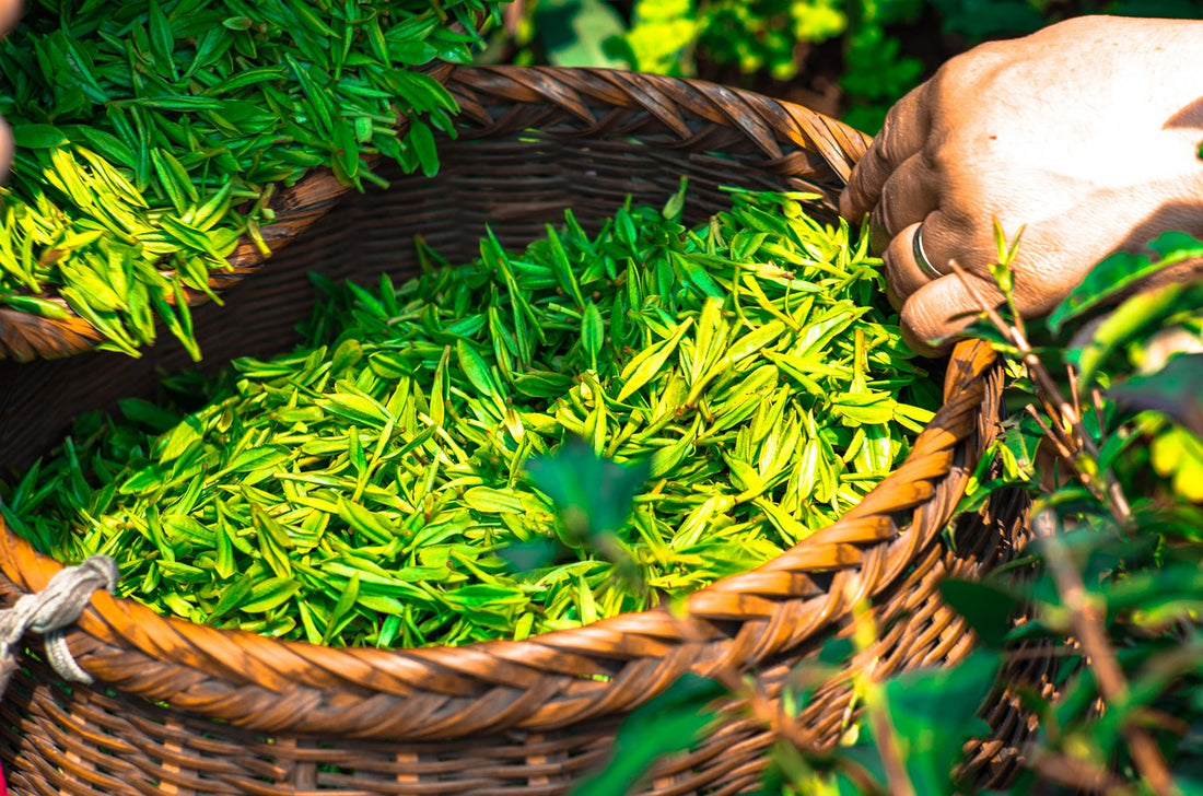 Black Tea versus Green Tea: Caffeine, Health and Sales