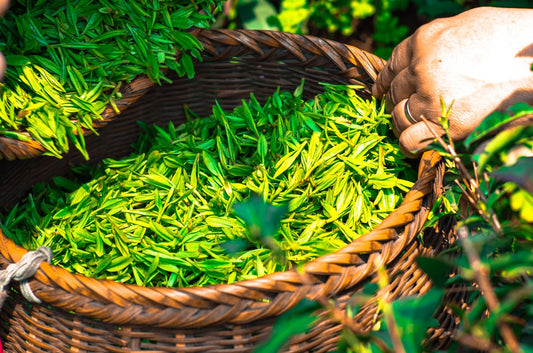 Black Tea versus Green Tea: Caffeine, Health and Sales