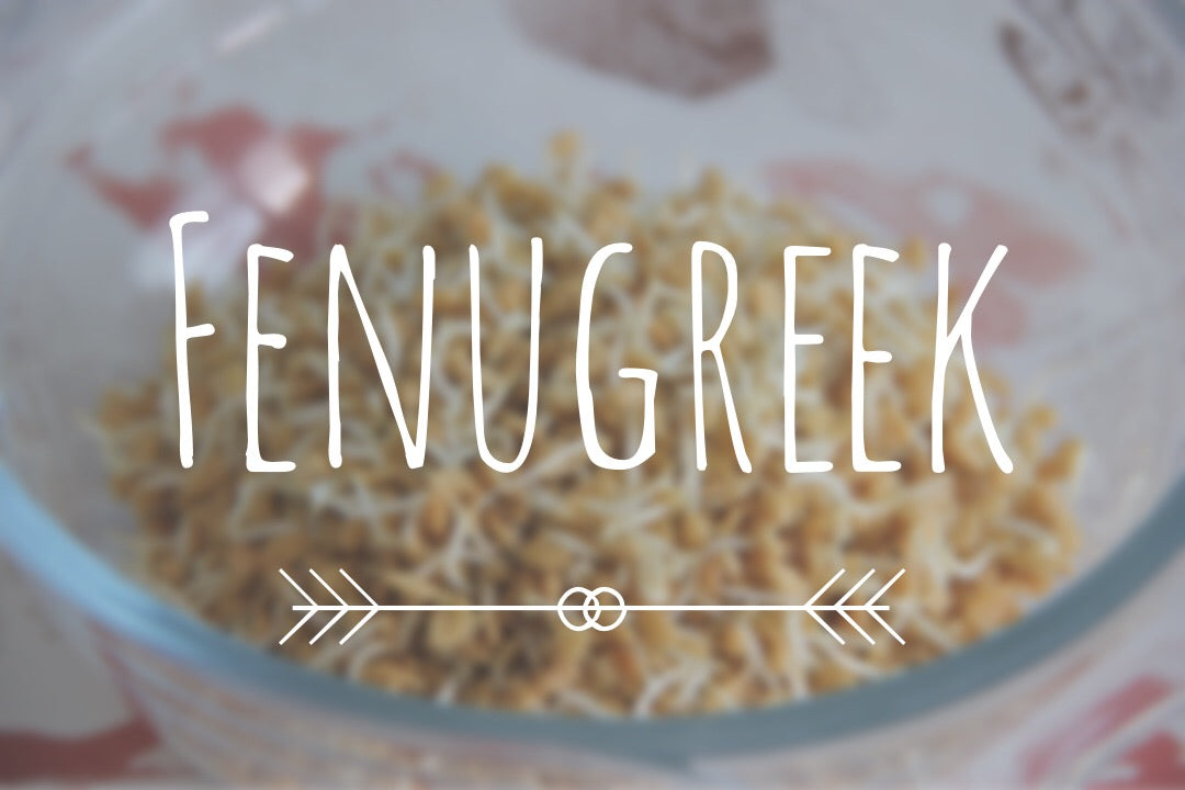 What are the Benefits and Uses of Fenugreek