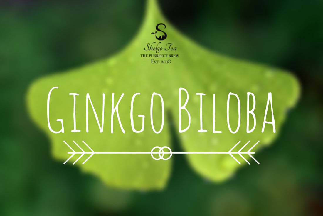The Truth About Ginkgo Biloba