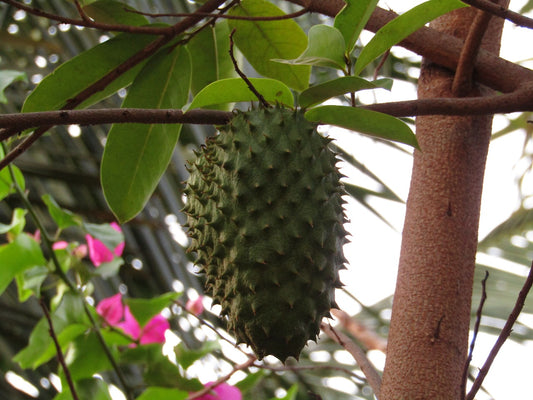 Health Benefits of Soursop Tea: Truth About Cancer and Weight-Loss