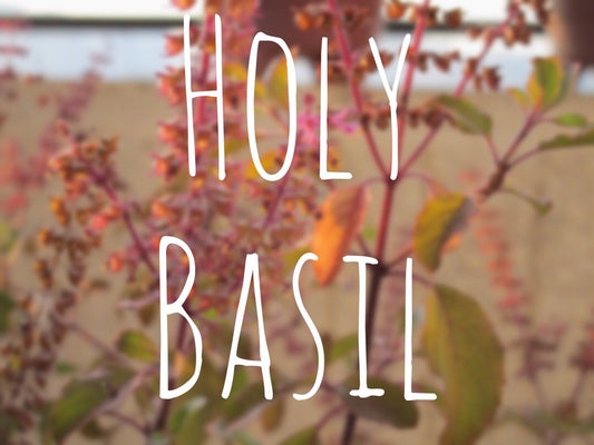 5 Health Benefits of Tulsi (a.k.a. Holy Basil)